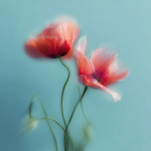 two brightly colored, soft focus flowers, resembling poppies, are presented in an abstract composition. they have vivid red and pink petals with dark, indistinct centers. each flower is attached to a slender, curving green stem, which also features a translucent white blur. the stems and flowers are set against a solid, light blue background. the overall effect is one of delicate movement and ethereal beauty.